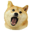 Biểu tượng logo của Doge Eat Doge