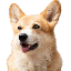 BNB DOG INU BNBDOG icon symbol