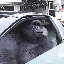 Gorilla In A Coupe Symbol Icon
