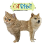 Biểu tượng logo của CAT DOGE