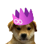DogWif2.0 Symbol Icon