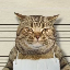 Jail Cat CUFF icon symbol