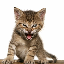 Roaring Kitty ROARINGCAT icon symbol