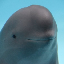 Smiling Dolphin Symbol Icon