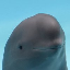 smiling dolphin Symbol Icon