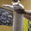 Longcat