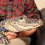 Emotional Support Alligator WALLY icon symbol