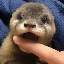 Degen the Otter